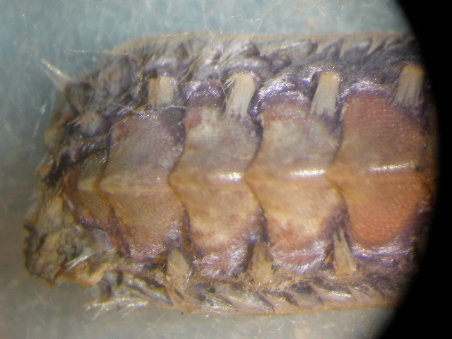 Chiton misterioso